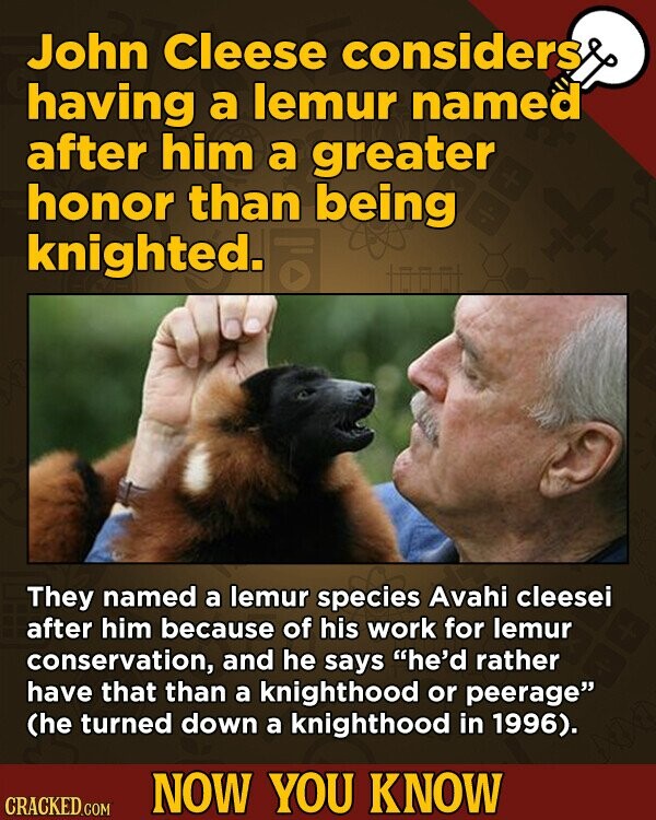John Cleese considers having a lemur named after him a greater honor than being knighted. They named a lemur species Avahi cleesei after him because of his work for lemur conservation, and he says he'd rather have that than a knighthood or peerage (he turned down a knighthood in 1996).