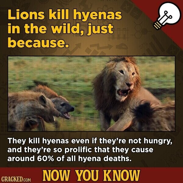 Lions kill hyenas in the wild, just because. 27% They kill hyenas even if they're not hungry, and they're so prolific that they cause around 60% of all hyena deaths. NOW YOU KNOW CRACKED.COM