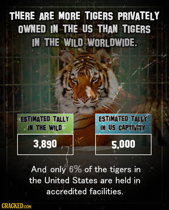 THERE ARE MORE TIGERS PRIVATELY OWNED IN THE US THAN TIGERS IN THE WILD WORLDWIDE. ESTIMATED TALLY ESTIMATED TALLY I IN THE WILD IN US CAPTIVITY 3,890 5,000 And only 6% of the tigers in the United States are held in accredited facilities. CRACKED.COM