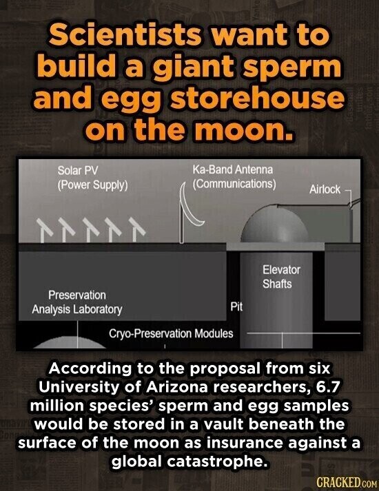 Scientists want to build a giant sperm and egg storehouse unites on the moon. Baseuall father son Ka-Band Antenna Solar PV (Communications) (Power Supply) Airlock Elevator Shafts Preservation Pit Analysis Laboratory Cryo-Preservation Modules According to the proposal from six University of Arizona researchers, 6.7 million species' sperm and egg samples would be stored in a vault beneath the surface of the moon as insurance against a global catastrophe. es CRACKED.COM
