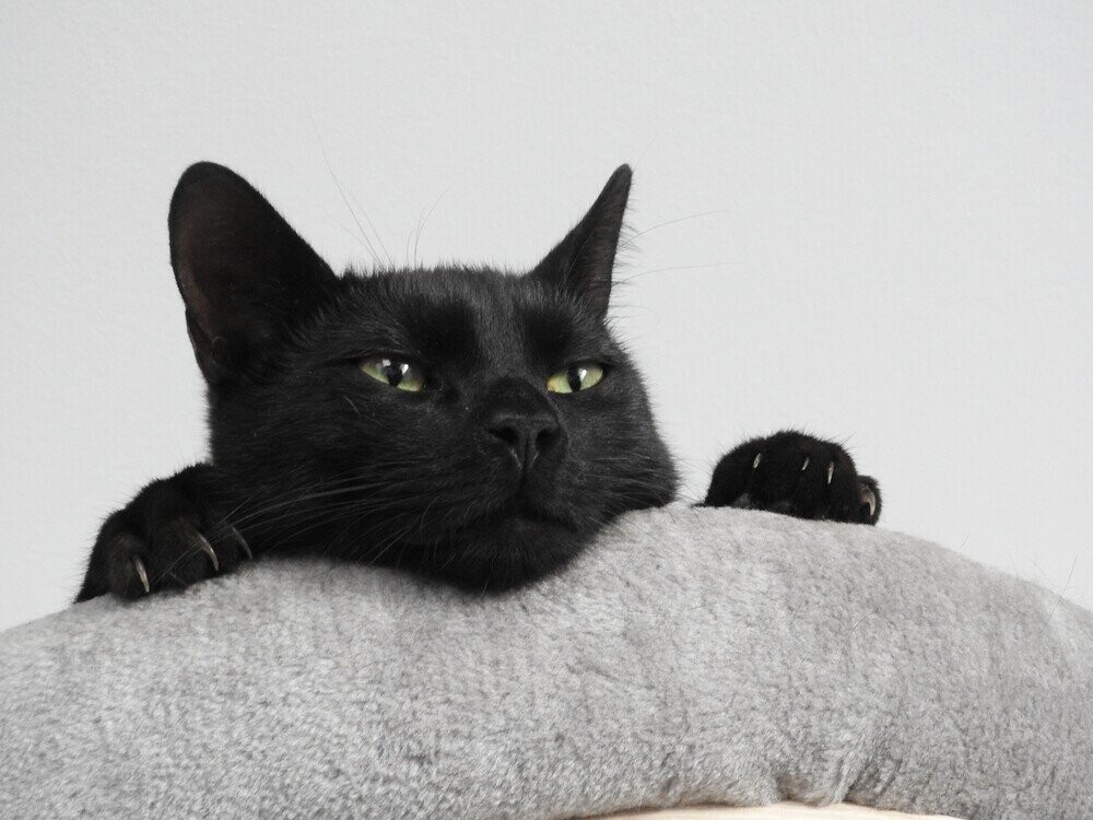 12 Cats and What They Just Did in Your Apartment While You Were Gone