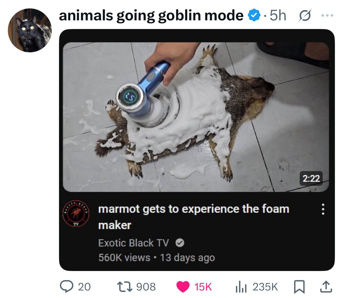 animals going goblin mode 5h ... 2:22 marmot gets to experience the foam TV maker Exotic Black TV 560K views 13 days ago 20 908 15K 235K 