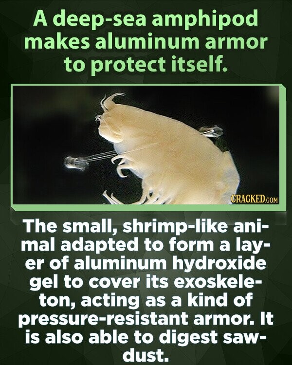 A deep-sea amphipod makes aluminum armor to protect itself. CRACKED.COM The small, shrimp-like ani- mal adapted to form a lay- er of aluminum hydroxide gel to cover its exoskele- ton, acting as a kind of pressure-resistant armor. It is also able to digest saw- dust.
