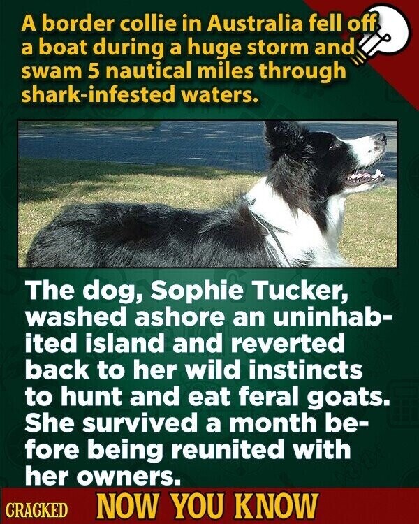 A border collie in Australia fell off a boat during a huge storm and swam 5 nautical miles through shark-infested waters. The dog, Sophie Tucker, washed ashore an uninhab- ited island and reverted back to her wild instincts to hunt and eat feral goats. She survived a month be- fore being reunited with her owners. CRACKED NOW YOU KNOW