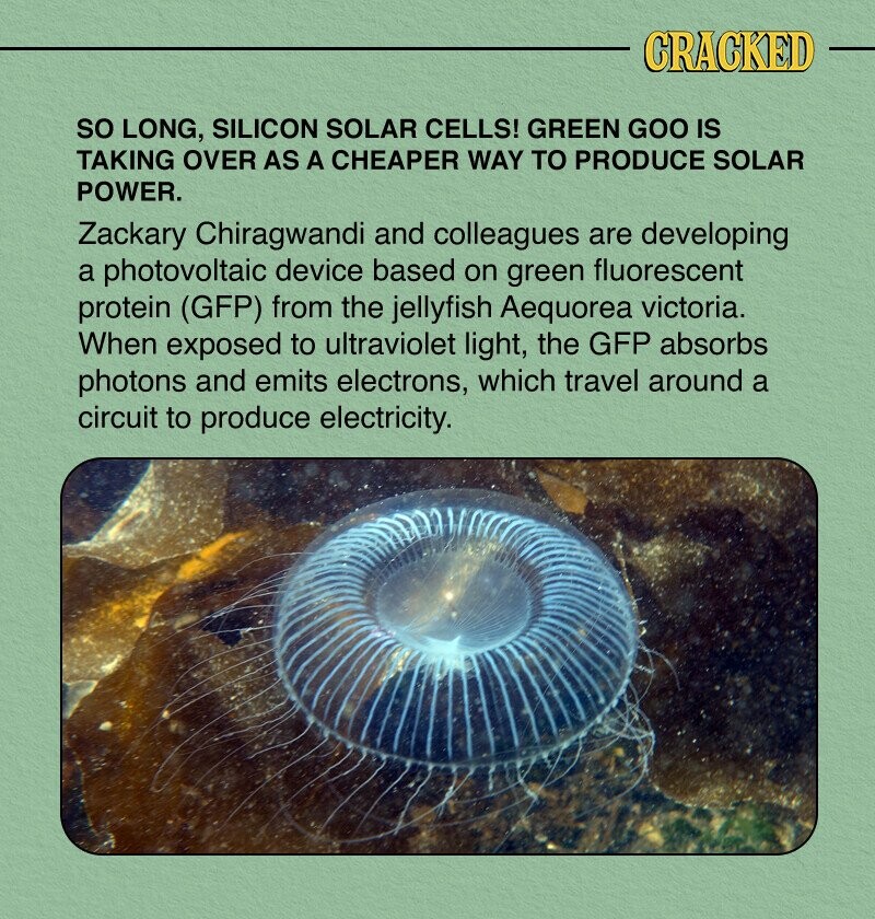 CRACKED so LONG, SILICON SOLAR CELLS! GREEN GOO IS TAKING OVER AS A CHEAPER WAY TO PRODUCE SOLAR POWER. Zackary Chiragwandi and colleagues are developing a photovoltaic device based on green fluorescent protein (GFP) from the jellyfish Aequorea victoria. When exposed to ultraviolet light, the GFP absorbs photons and emits electrons, which travel around a circuit to produce electricity.