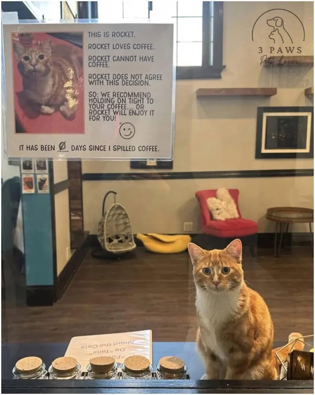 THIS IS ROCKET ROCKET LOVES COFFEE. 3 PAWS ROCKET CANNOT HAVE Pets Lover COFFEE. ROCKET DOES NOT AGREE WITH THIS DECISION. SO: WE RECOMMEND HOLDING ON TIGHT TO YOUR COFFEE. OR ROCKET WILL ENJOY IT FOR YOU! IT HAS BEEN DAYS SINCE I SPILLED COFFEE. About the Cata De Tails E