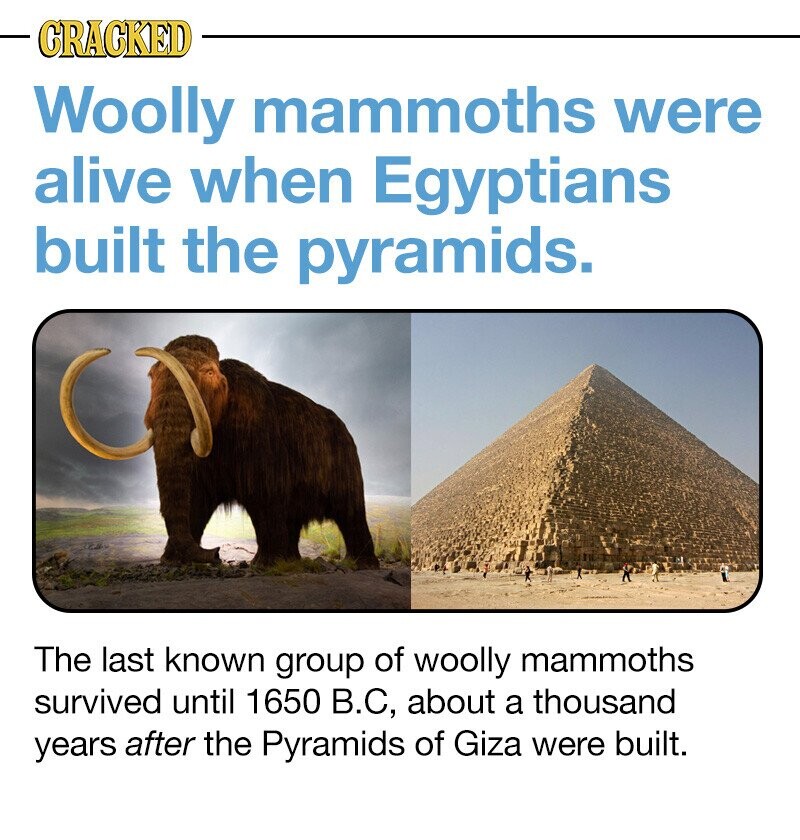 CRACKED Woolly mammoths were alive when Egyptians built the pyramids. The last known group of woolly mammoths survived until 1650 B.C, about a thousand years after the Pyramids of Giza were built.