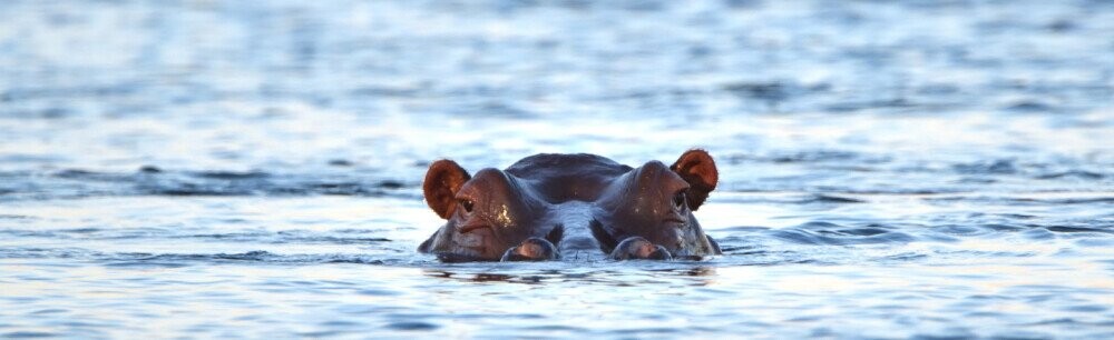 Hippos in Louisiana? Learn About America's Failed Plan to Raise Hippopotamuses as Farm Animals