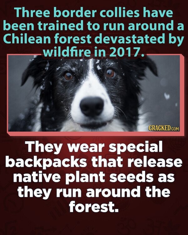 Three border collies have been trained to run around a Chilean forest devastated by wildfire in 2017. CRACKED.COM They wear special backpacks that release native plant seeds as they run around the forest.