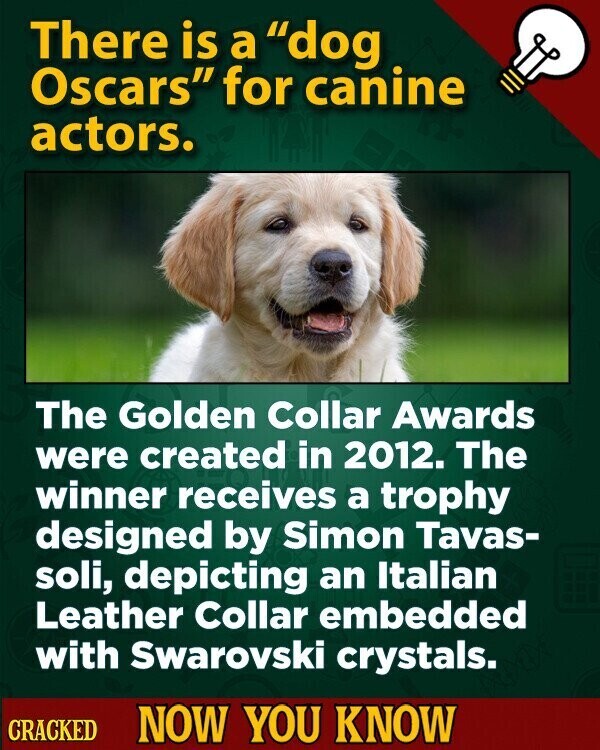 There is a dog Oscars for canine actors. The Golden Collar Awards were created in 2012. The winner receives a trophy designed by Simon Tavas- soli, depicting an Italian Leather Collar embedded with Swarovski crystals. CRACKED NOW YOU KNOW