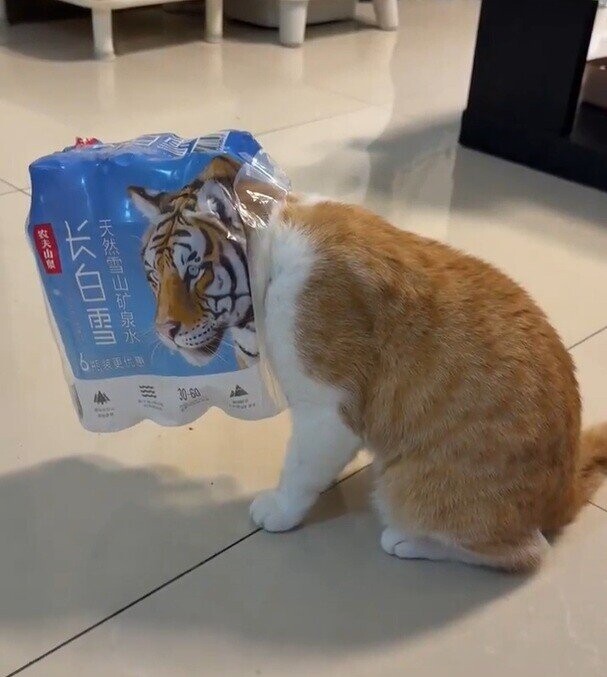 BEER 6 يبي يحي - KING 30-60 - .... I - -