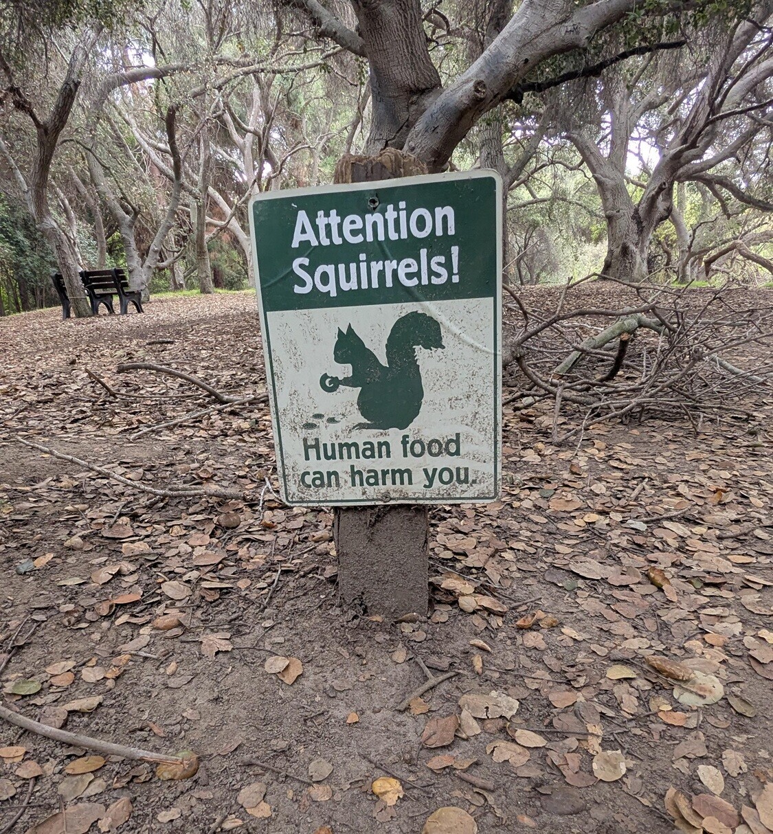 Attention Squirrels! Human food can harm you