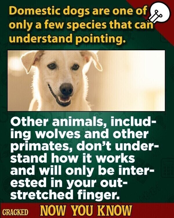 Domestic dogs are one of only a few species that can understand pointing. Other animals, includ- ing wolves and other primates, don't under- stand how it works and will only be inter- ested in your out- stretched finger. CRACKED NOW YOU KNOW