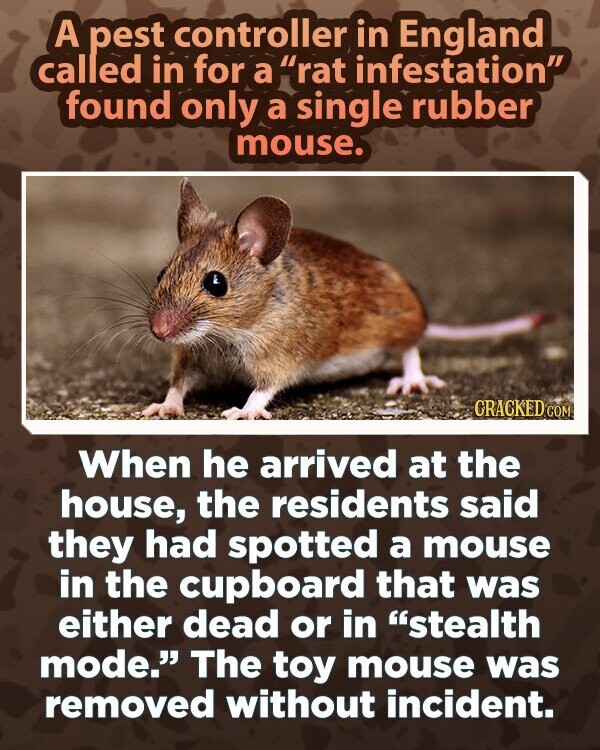 A pest controller in England called in for a rat infestation found only a single rubber mouse. GRACKED COM When he arrived at the house, the residents said they had spotted a mouse in the cupboard that was either dead or in stealth mode. The toy mouse was removed without incident.