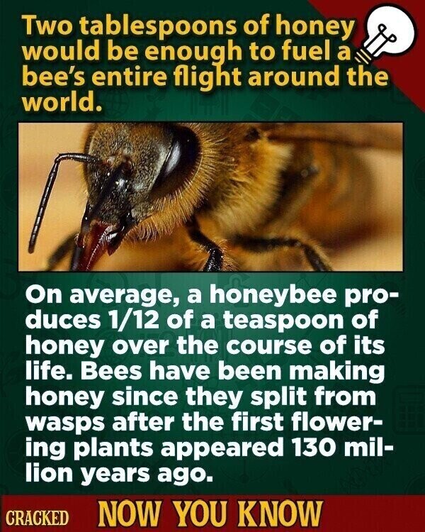 Two tablespoons of honey would be enough to fuel a bee's entire flight around the world. On average, a honeybee pro- duces 1/12 of a teaspoon of honey over the course of its life. Bees have been making honey since they split from wasps after the first flower- ing plants appeared 130 mil- lion years ago. CRACKED NOW YOU KNOW