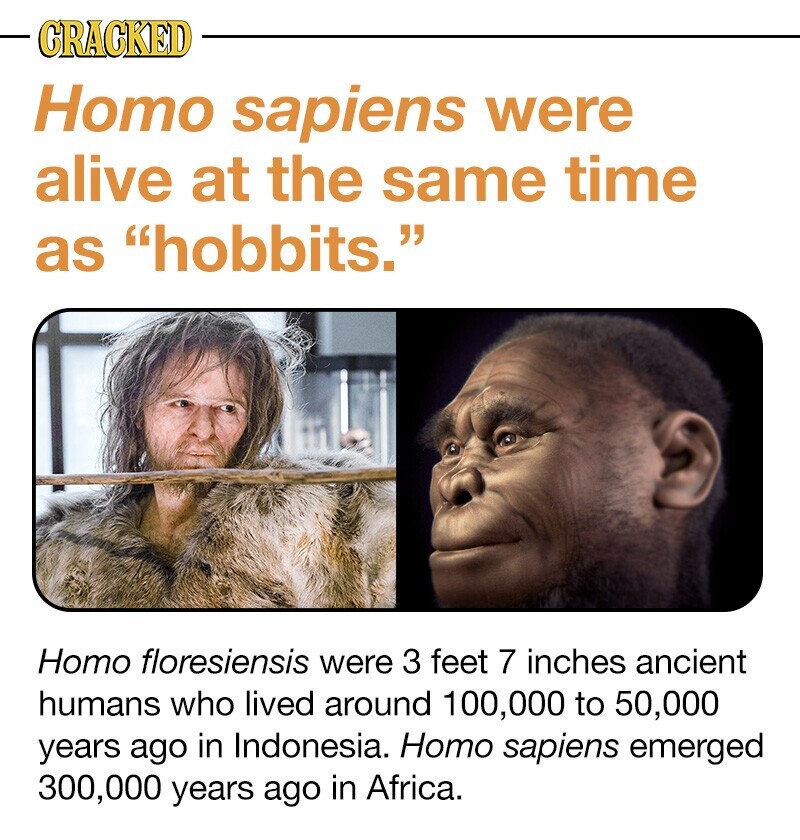 CRACKED Homo sapiens were alive at the same time as hobbits. Homo floresiensis were 3 feet 7 inches ancient humans who lived around 100,000 to 50,000 years ago in Indonesia. Homo sapiens emerged 300,000 years ago in Africa.