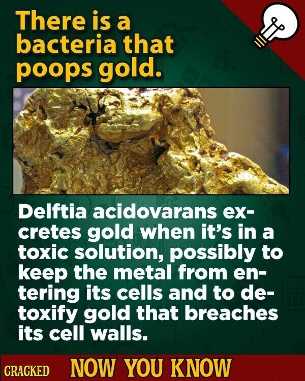There is a bacteria that poops gold. Delftia acidovarans ex- cretes gold when it's in a toxic solution, possibly to keep the metal from en- tering its cells and to de- toxify gold that breaches its cell walls. CRACKED NOW YOU KNOW