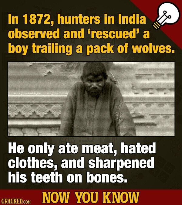 In 1872, hunters in India observed and 'rescued' a boy trailing a pack of wolves. Не only ate meat, hated clothes, and sharpened his teeth on bones. NOW YOU KNOW CRACKED.COM