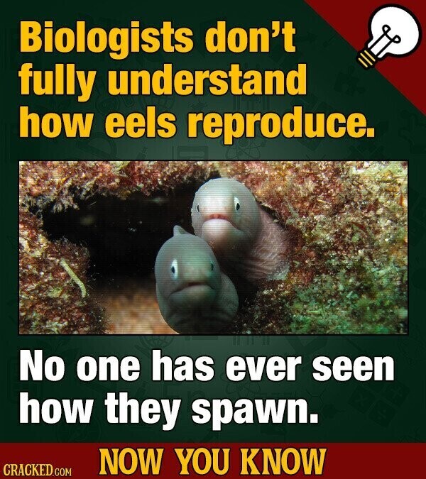 Biologists don't fully understand how eels reproduce. No one has ever seen how they spawn. NOW YOU KNOW CRACKED.COM