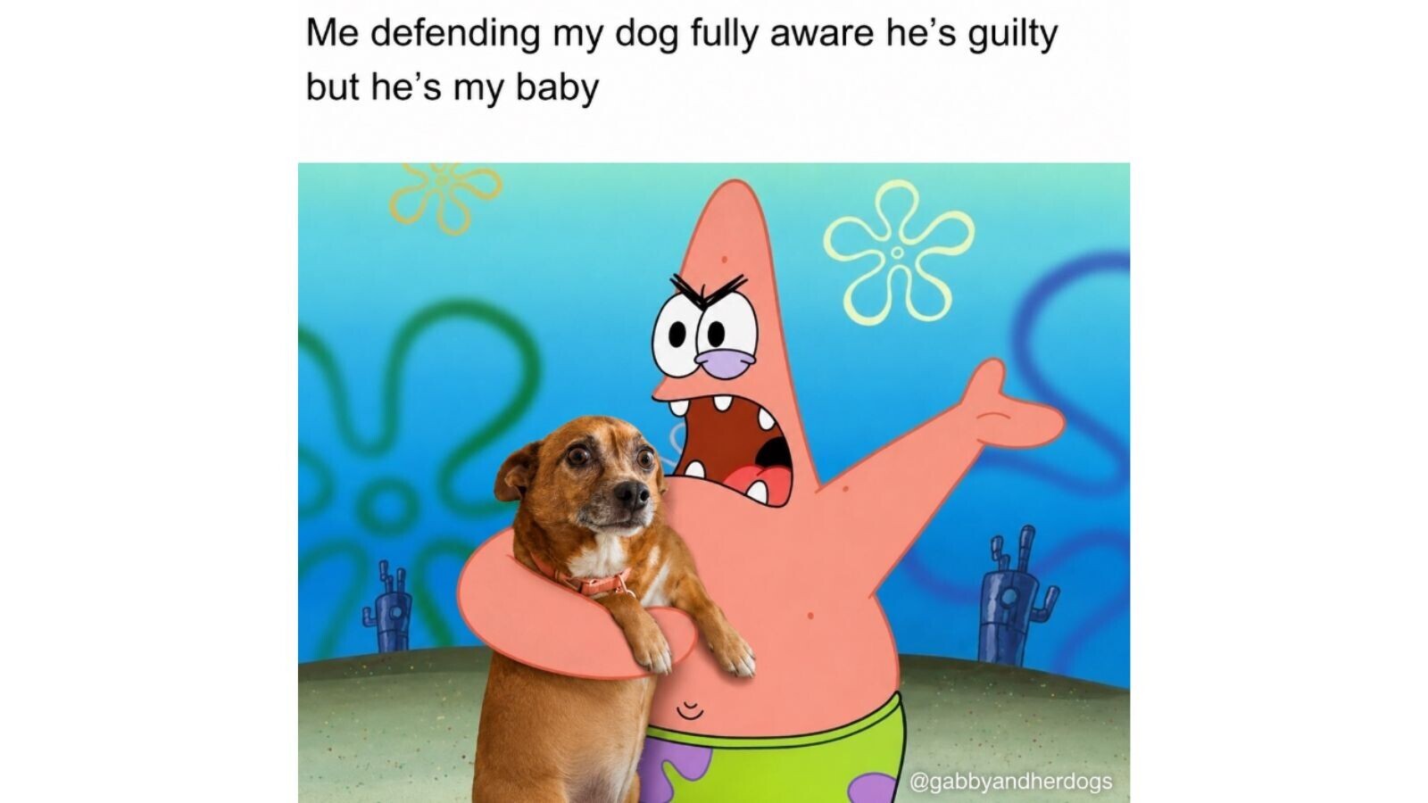 A dramatically expressive dog giving wide, soulful 'sad eyes' in a classic begging pose, representing dogs' overly dramatic, emotion-worn-on-their-face personalities as collected in Cracked's meme roundup.