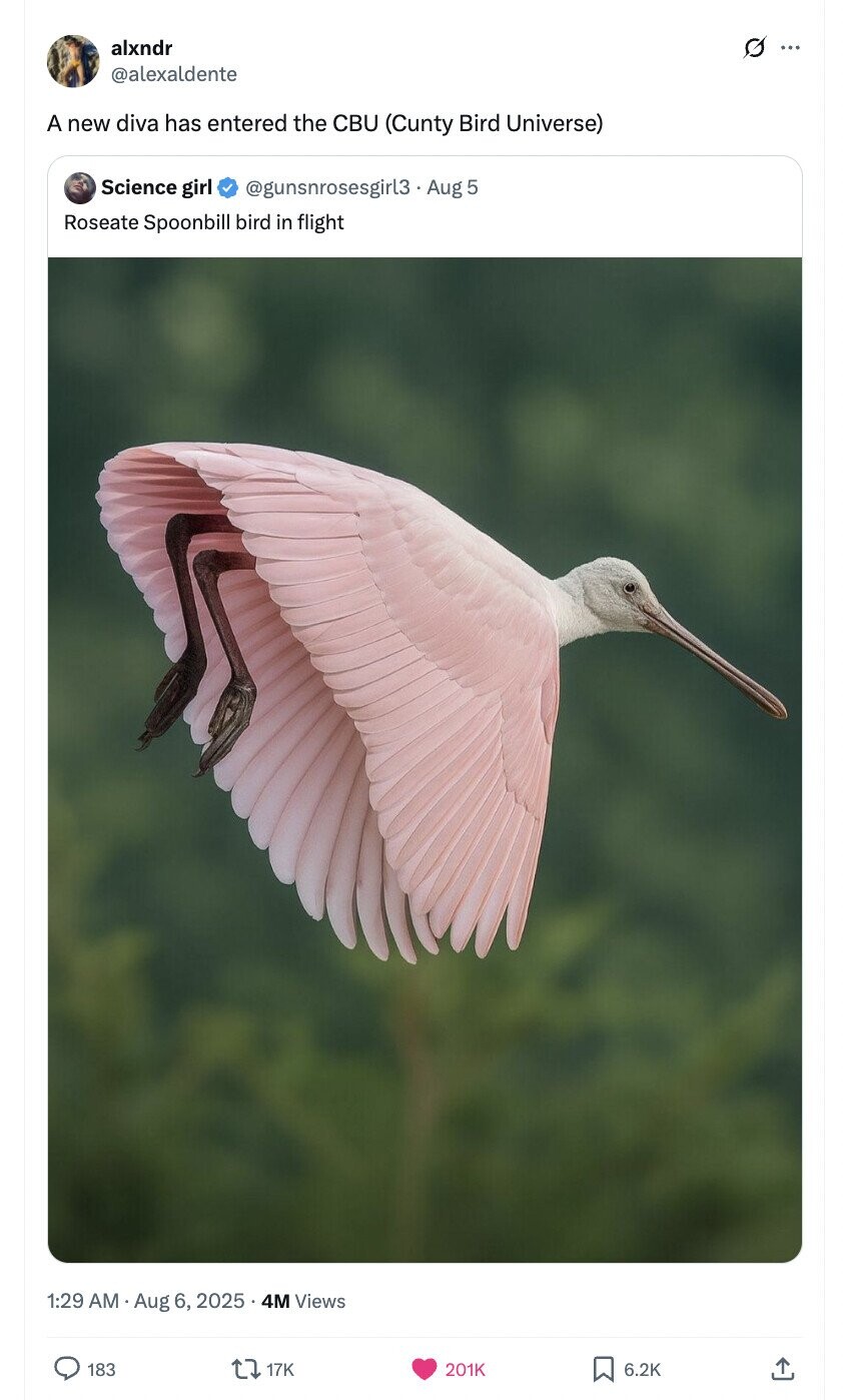 alxndr G ... @alexaldente A new diva has entered the CBU (Cunty Bird Universe) Science girl @gunsnrosesgirl3 - Aug 5 Roseate Spoonbill bird in flight 1:29 AM Aug 6, 2025 4M Views 183 17K 201K 6.2K 
