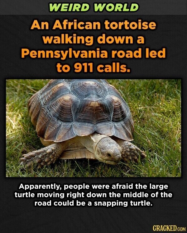 WEIRD WORLD An African tortoise walking down a Pennsylvania road led to 911 calls. Apparently, people were afraid the large turtle moving right down the middle of the road could be a snapping turtle. CRACKED.COM