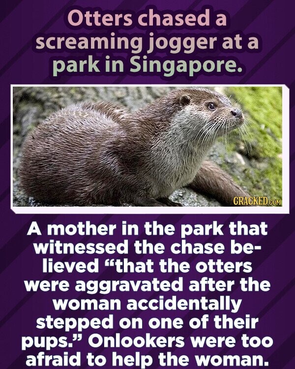 Otters chased a screaming jogger at a park in Singapore. CRACKED COM A mother in the park that witnessed the chase be- lieved that the otters were aggravated after the woman accidentally stepped on one of their pups. Onlookers were too afraid to help the woman.