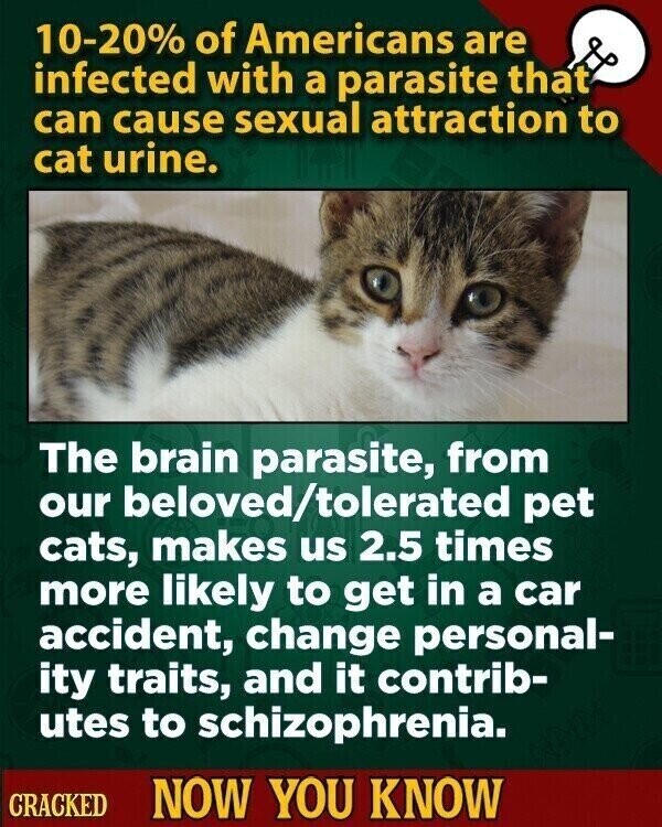 10-20% of Americans are infected with a parasite that can cause sexual attraction to cat urine. The brain parasite, from our beloved/tolerated pet cats, makes us 2.5 times more likely to get in a car accident, change personal- ity traits, and it contrib- utes to schizophrenia. CRACKED NOW YOU KNOW