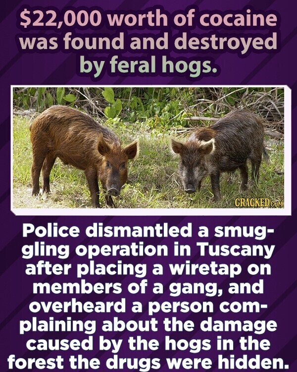 $22,000 worth of cocaine was found and destroyed by feral hogs. CRACKED COM Police dismantled a smug- gling operation in Tuscany after placing a wiretap on members of a gang, and overheard a person com- plaining about the damage caused by the hogs in the forest the drugs were hidden.