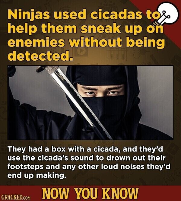 Ninjas used cicadas to help them sneak up on enemies without being detected. They had a box with a cicada, and they'd use the cicada's sound to drown out their footsteps and any other loud noises they'd end up making. NOW YOU KNOW CRACKED.COM