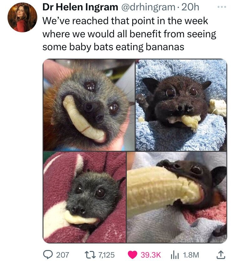Dr Helen Ingram @drhingram 20h ... We've reached that point in the week where we would all benefit from seeing some baby bats eating bananas 207 7,125 39.3K 1.8M