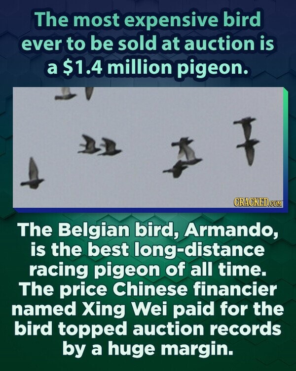 The most expensive bird ever to be sold at auction is a $1.4 million pigeon. GRACKED.COM The Belgian bird, Armando, is the best long-distance racing pigeon of all time. The price Chinese financier named Xing Wei paid for the bird topped auction records by a huge margin.