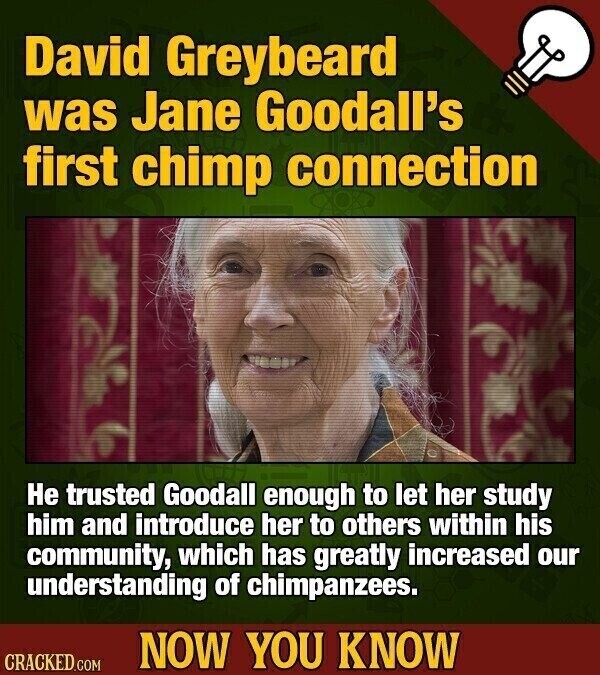 David Greybeard was Jane Goodall's first chimp connection Не trusted Goodall enough to let her study him and introduce her to others within his community, which has greatly increased our understanding of chimpanzees. NOW YOU KNOW CRACKED.COM