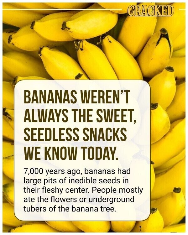 GRACKED BANANAS WEREN'T ALWAYS THE SWEET, SEEDLESS SNACKS WE KNOW TODAY. 7,000 years ago, bananas had large pits of inedible seeds in their fleshy center. People mostly ate the flowers or underground tubers of the banana tree.