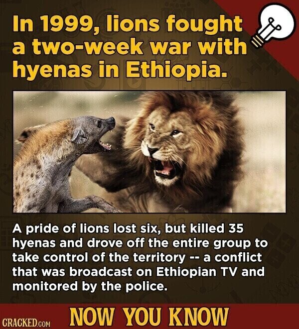 In 1999, lions fought a two-week war with hyenas in Ethiopia. A pride of lions lost six, but killed 35 hyenas and drove off the entire group to take control of the territory -- a conflict that was broadcast on Ethiopian TV and monitored by the police. NOW YOU KNOW CRACKED.COM