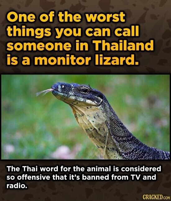 One of the worst things you can call someone in Thailand is a monitor lizard. The Thai word for the animal is considered so offensive that it's banned from TV and radio. CRACKED.COM