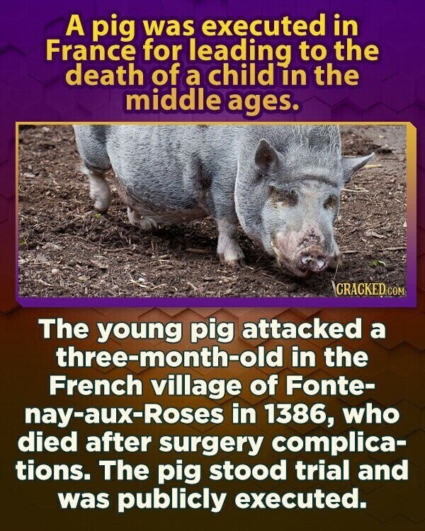 A pig was executed in France for leading to the death of a child in the middle ages. CRACKED COM The young pig attacked a three-month-old in the French village of Fonte- nay-aux-Roses in 1386, who died after surgery complica- tions. The pig stood trial and was publicly executed.