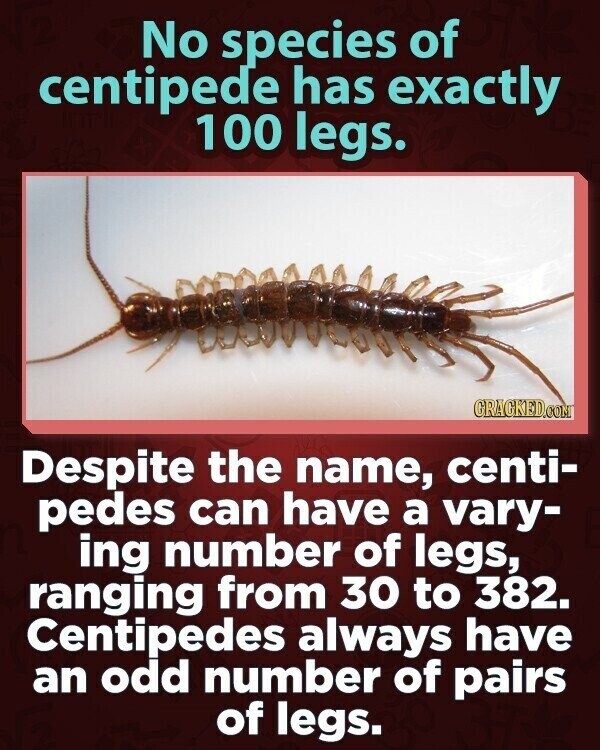 No species of centipede has exactly 100 legs. CRACKED.COM Despite the name, centi- pedes can have a vary- ing number of legs, ranging from 30 to 382. Centipedes always have an odd number of pairs of legs.