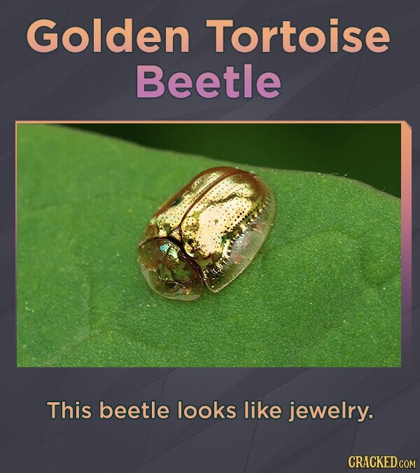 Golden Tortoise Beetle This beetle looks like jewelry. CRACKED.COM