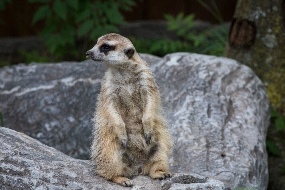 12 Animals and How They Plan to Kill the Zookeeper