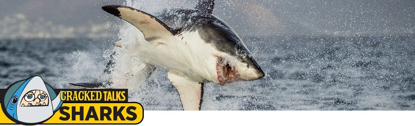 12 Real-Life Superpowers Of Sharks