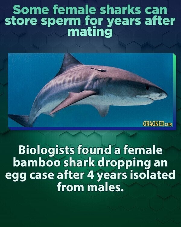 Some female sharks can store sperm for years after mating CRACKED.COM Biologists found a female bamboo shark dropping an egg case after 4 years isolated from males.