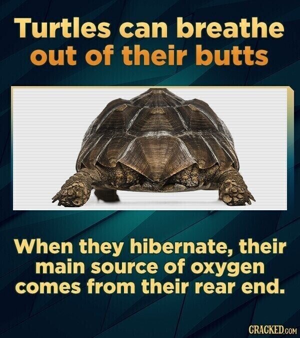 Turtles can breathe out of their butts When they hibernate, their main source of oxygen comes from their rear end. CRACKED.COM
