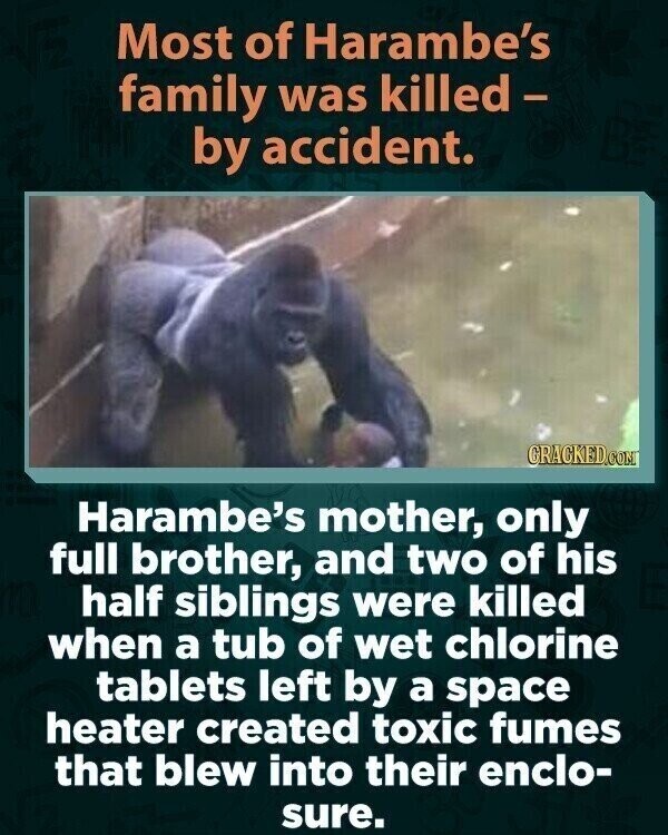 Most of Harambe's family was killed- by accident. GRACKED.COM Harambe's mother, only full brother, and two of his half siblings were killed when a tub of wet chlorine tablets left by a space heater created toxic fumes that blew into their enclo- sure.