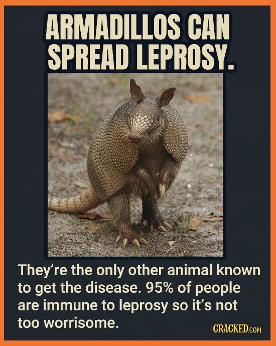 ARMADILLOS CAN SPREAD LEPROSY. They're the only other animal known to get the disease. 95% of people are immune to leprosy so it's not too worrisome. CRACKED.COM