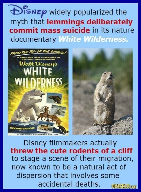 Disney widely popularized the myth that lemmings deliberately commit mass suicide in its nature documentary White Wilderness. FROM THE TOP OF THE WORLD! A FABULOUS NEW ADVENTURE IN EXCITING ENTERTAINMENT Walt Disney's WHITE WILDERNESS TECHNICOLOR TRUE-LIFE ADVENTURE FEATURE Disney filmmakers actually threw the cute rodents of a cliff to stage a scene of their migration, now known to be a natural act of dispersion that involves some accidental deaths. GRAGKED.COM
