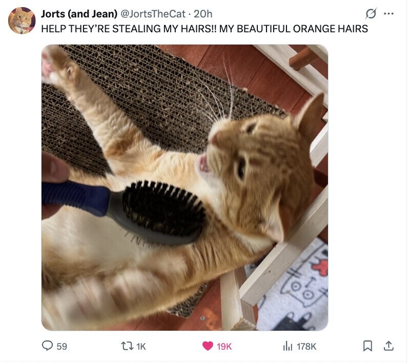 G ... Jorts (and Jean) @JortsTheCat. 20h HELP THEY'RE STEALING MY HAIRS!! MY BEAUTIFUL ORANGE HAIRS 59 1K 19K del 178K 