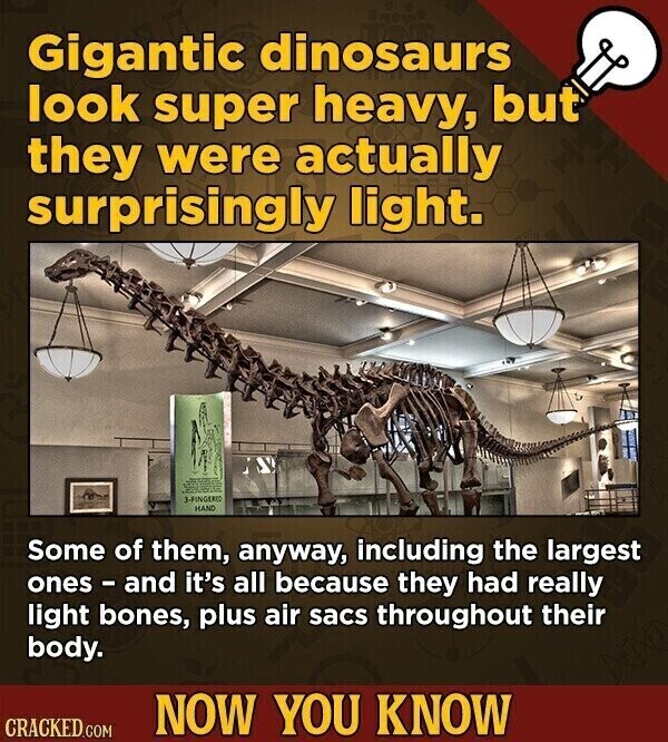 Gigantic dinosaurs look super heavy, but they were actually surprisingly light. 3-FINGERED HAND Some of them, anyway, including the largest ones - and it's all because they had really light bones, plus air sacs throughout their body. NOW YOU KNOW CRACKED.COM