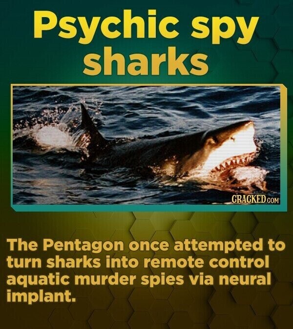 Psychic spy sharks CRACKED.COM The Pentagon once attempted to turn sharks into remote control aquatic murder spies via neural implant.