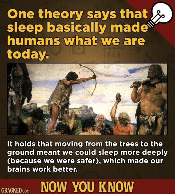 One theory says that sleep basically made humans what we are today. It holds that moving from the trees to the ground meant we could sleep more deeply (because we were safer), which made our brains work better. NOW YOU KNOW CRACKED.COM